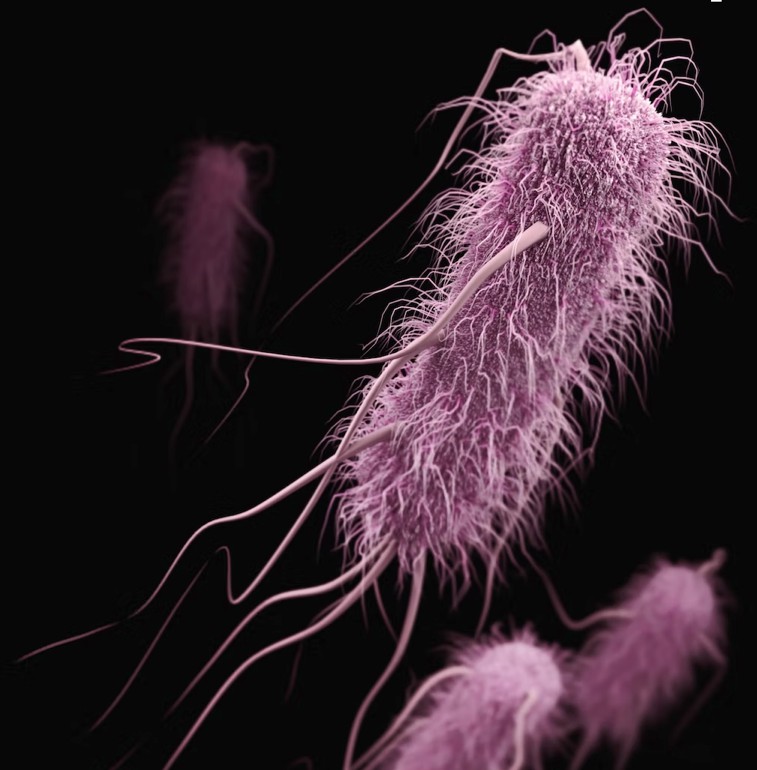 Escherichia coli.